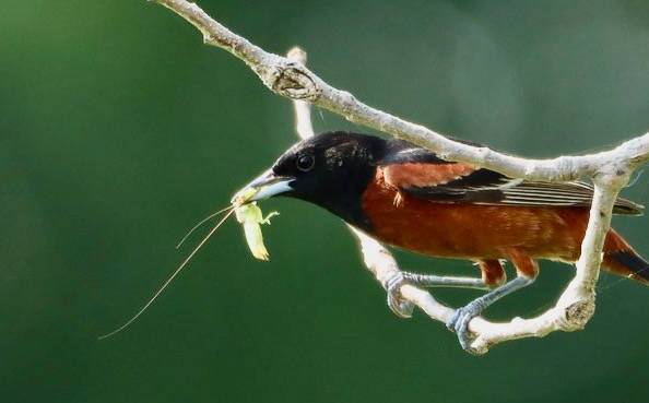 Adult Male Orchard Oriole Huron Wetland Management District by Sandra/USFWS Mountain Prairie is marked with Public Domain Mark 1.0.